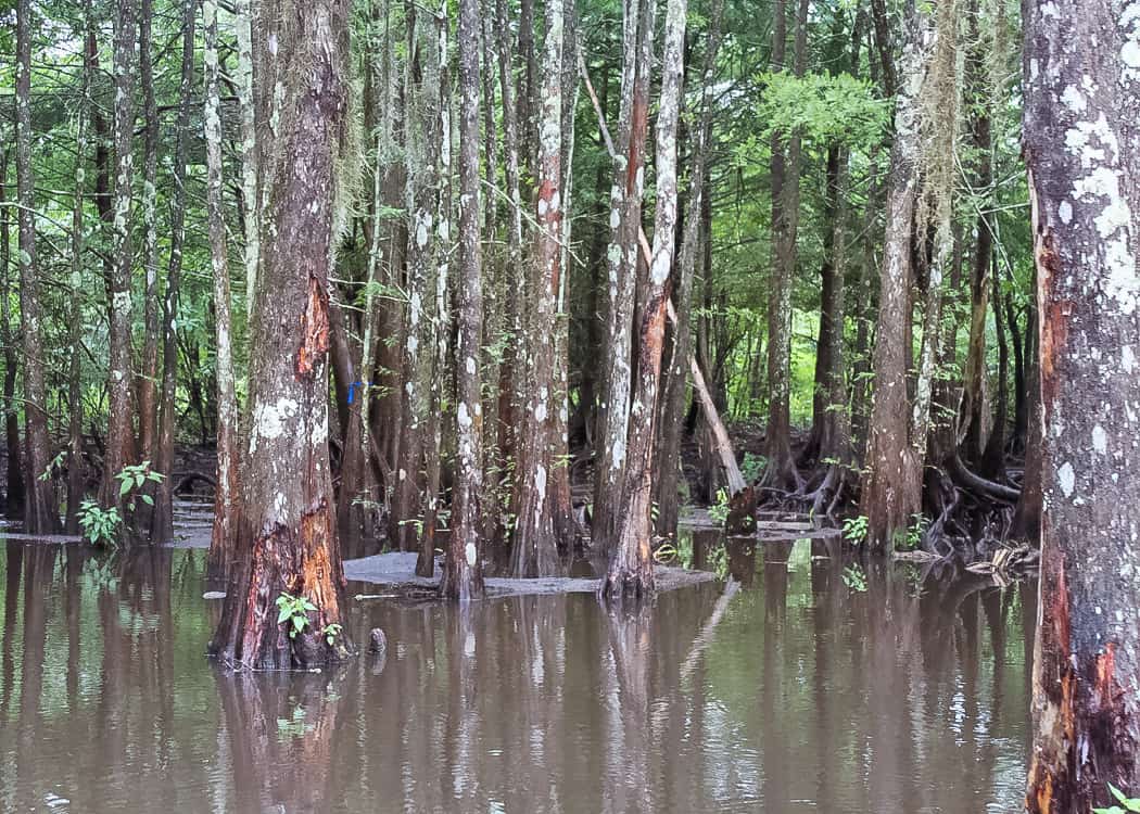 3 Days in New Orleans - Swamp tour - trees growing in water