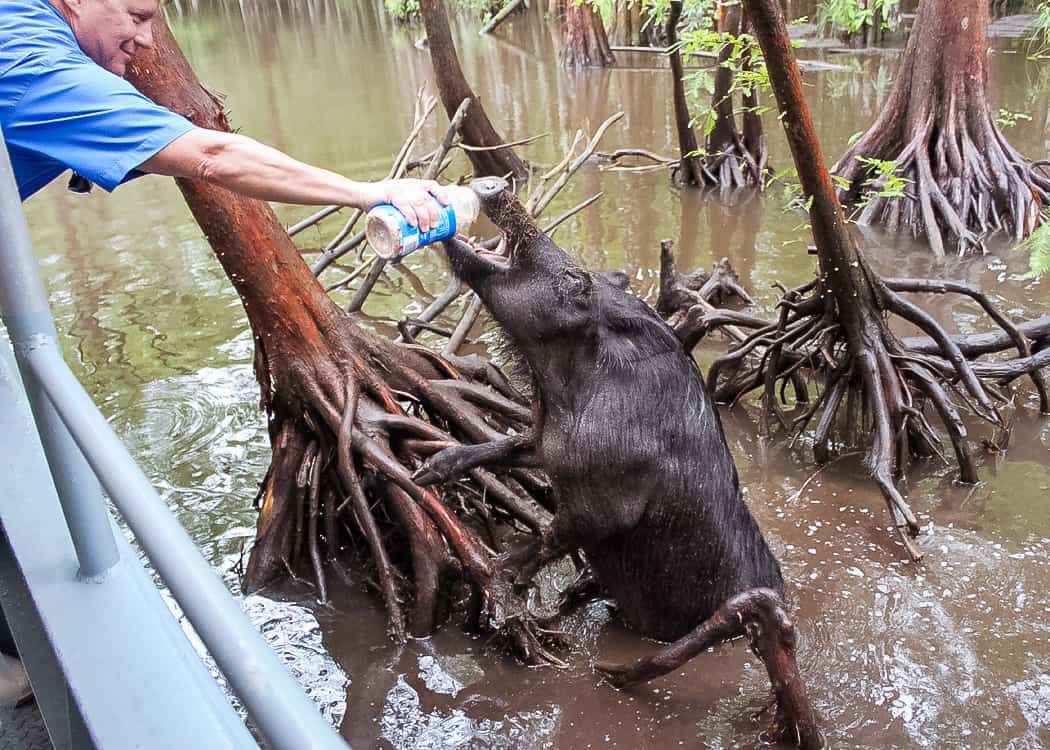 3 Days in New Orleans - Swamp tour - wild boar being fed