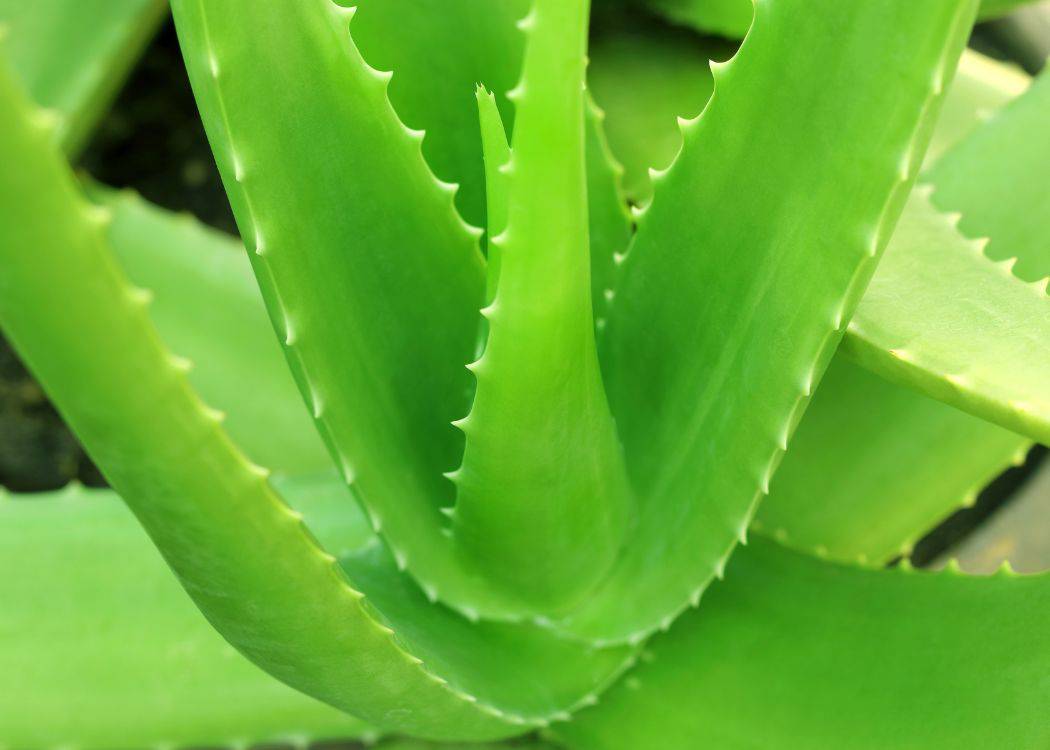 Aruba aloe plant