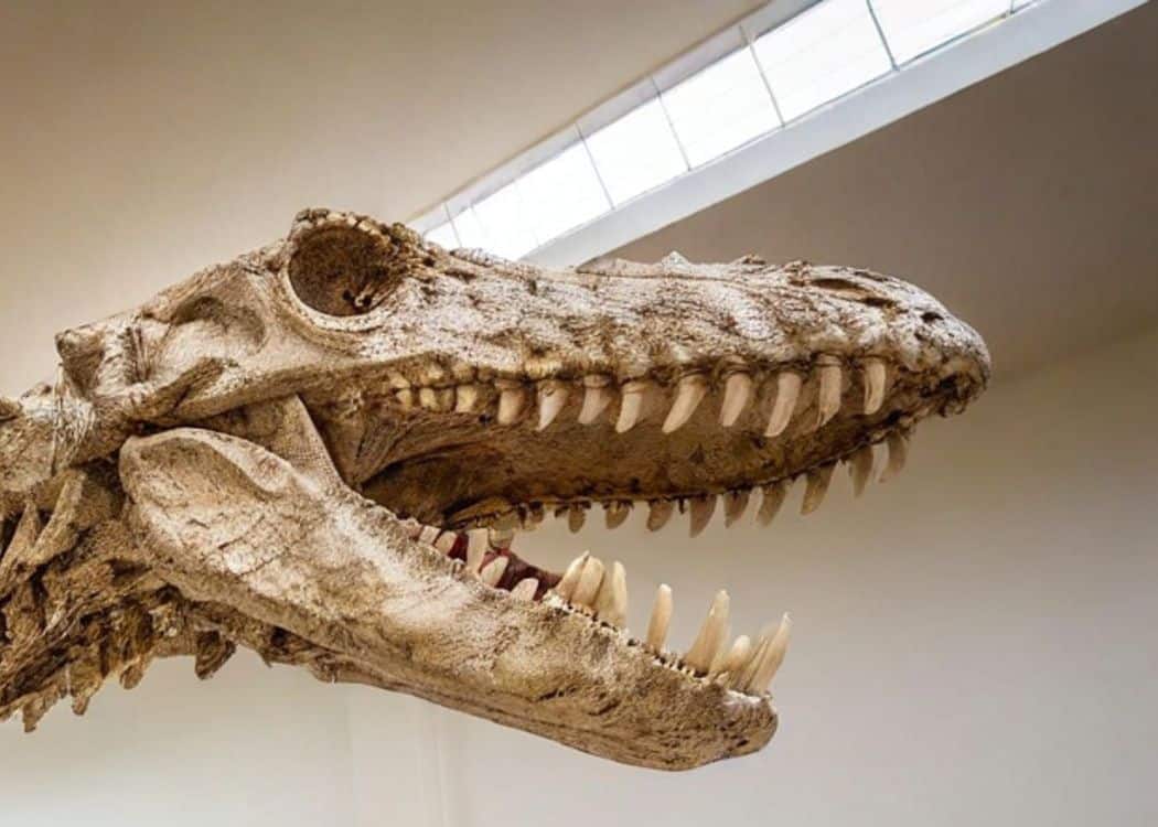Dinosaur Skeleton Head