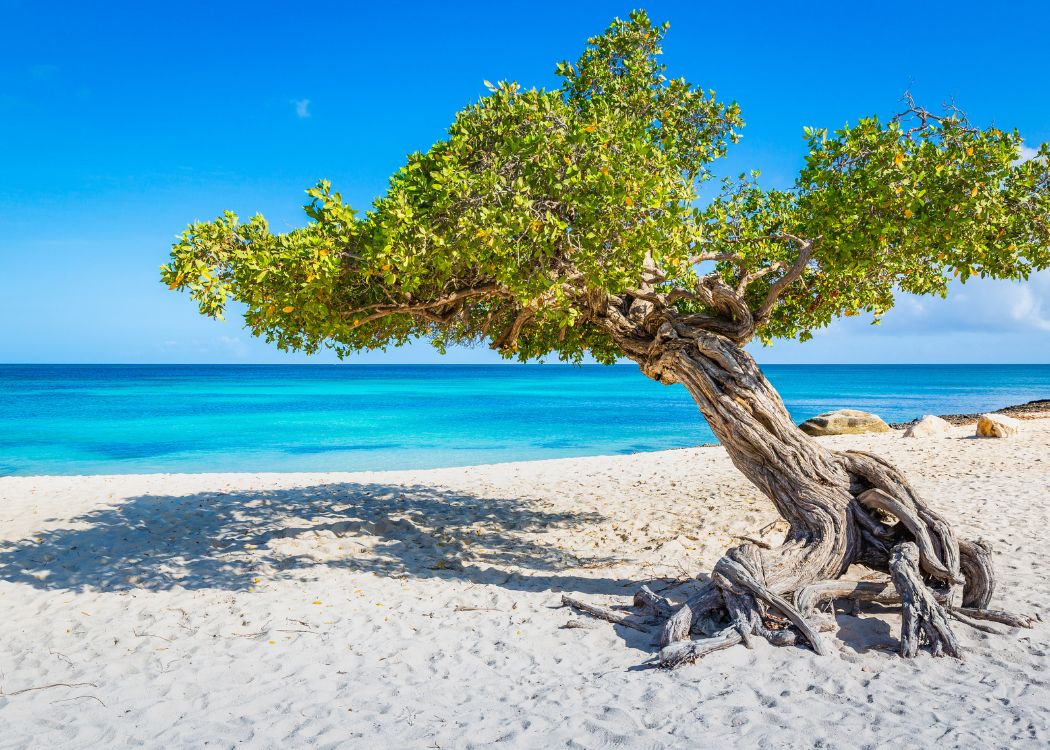 Divi Divi Tree Aruba