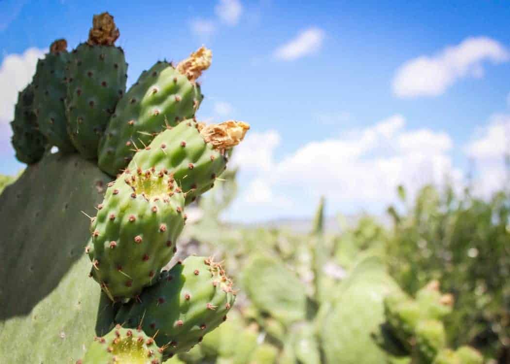 ripening-cactus-pears